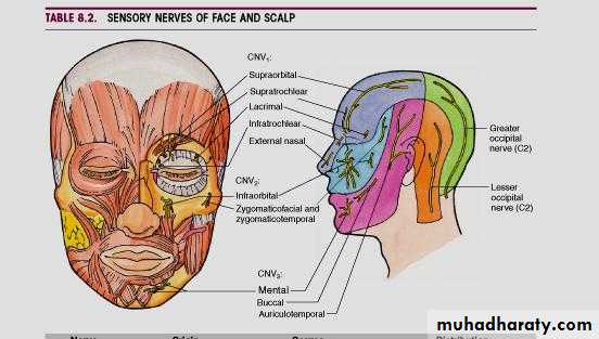 anatomy