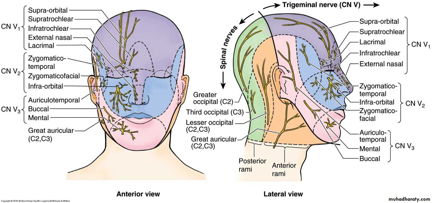 anatomy
