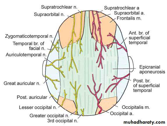 anatomy