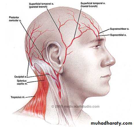 anatomy