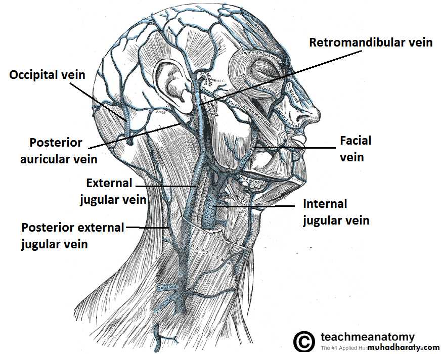 anatomy