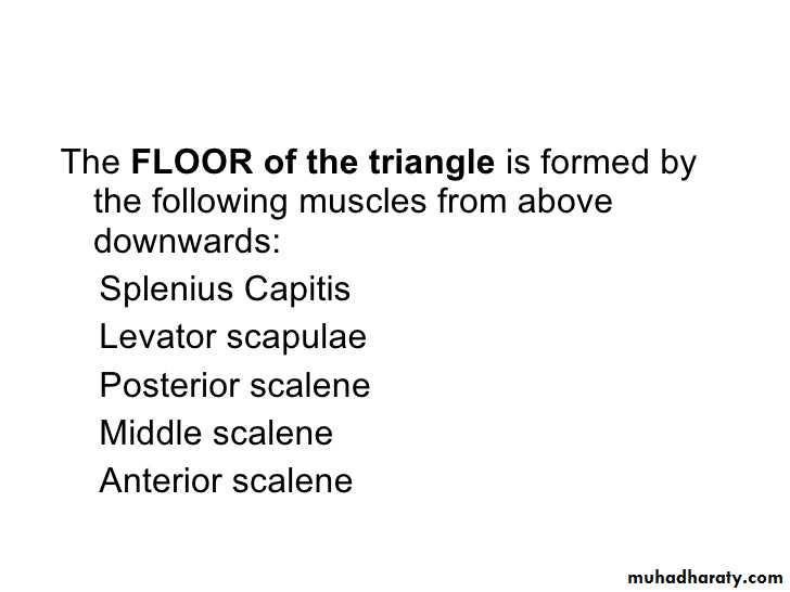 anatomy