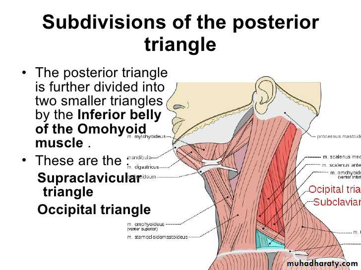 anatomy