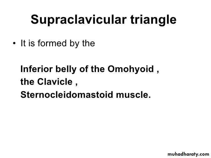 anatomy