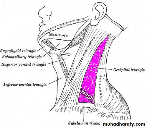 anatomy