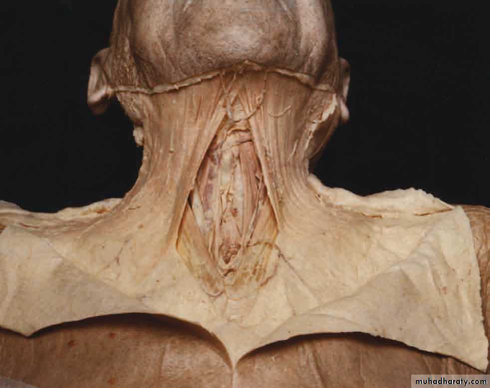 anatomy
