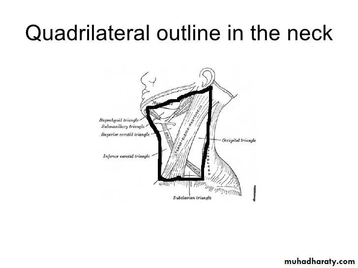 anatomy