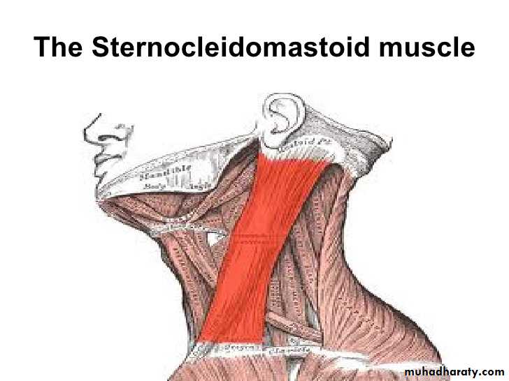 anatomy