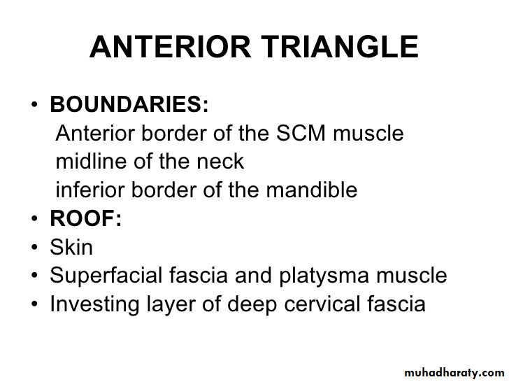 anatomy