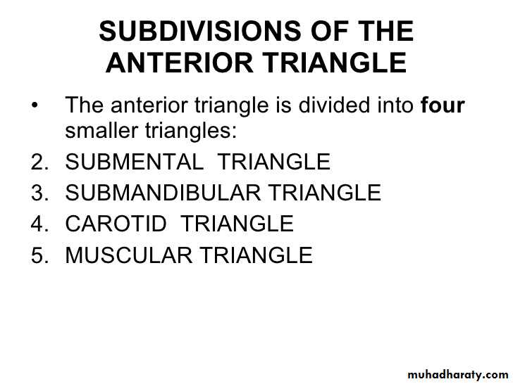 anatomy