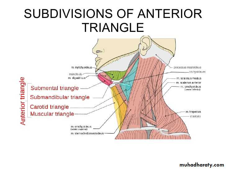 anatomy