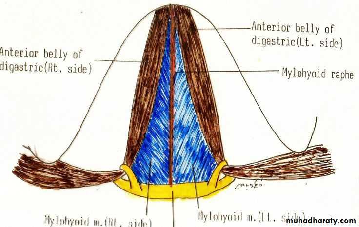 anatomy