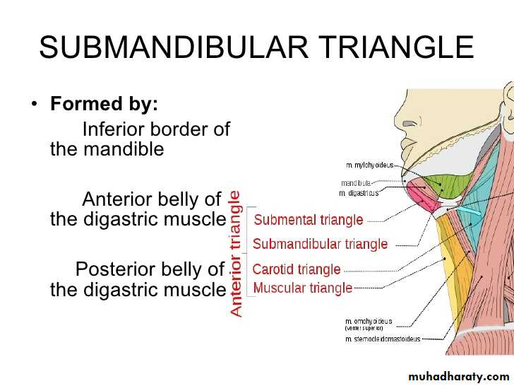 anatomy