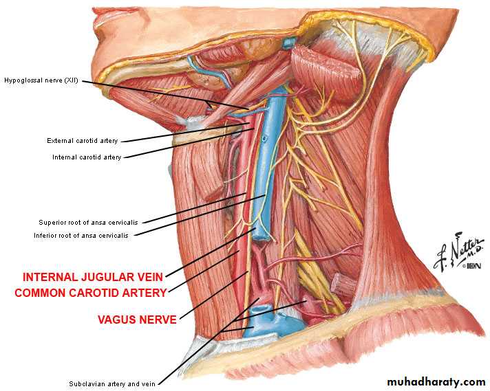 anatomy