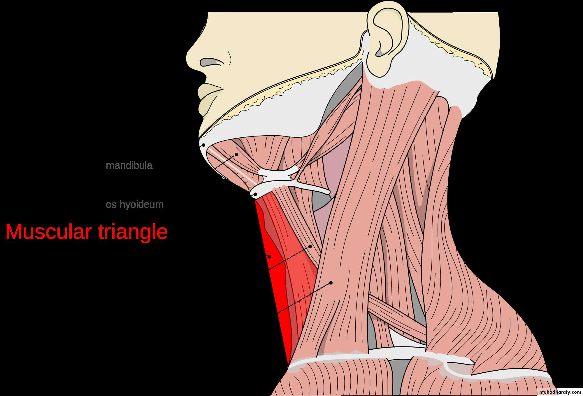anatomy