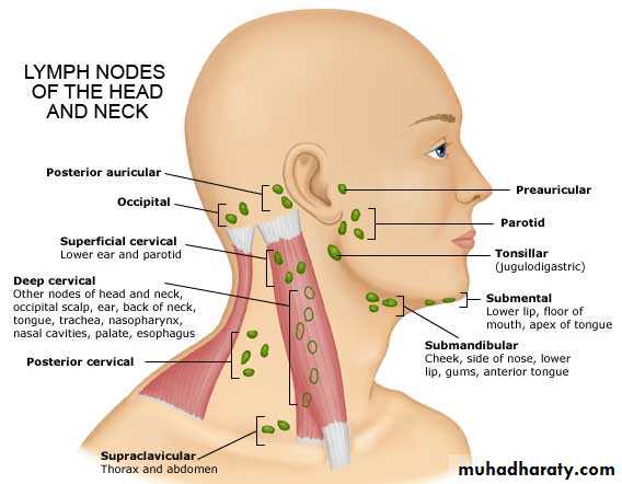 anatomy