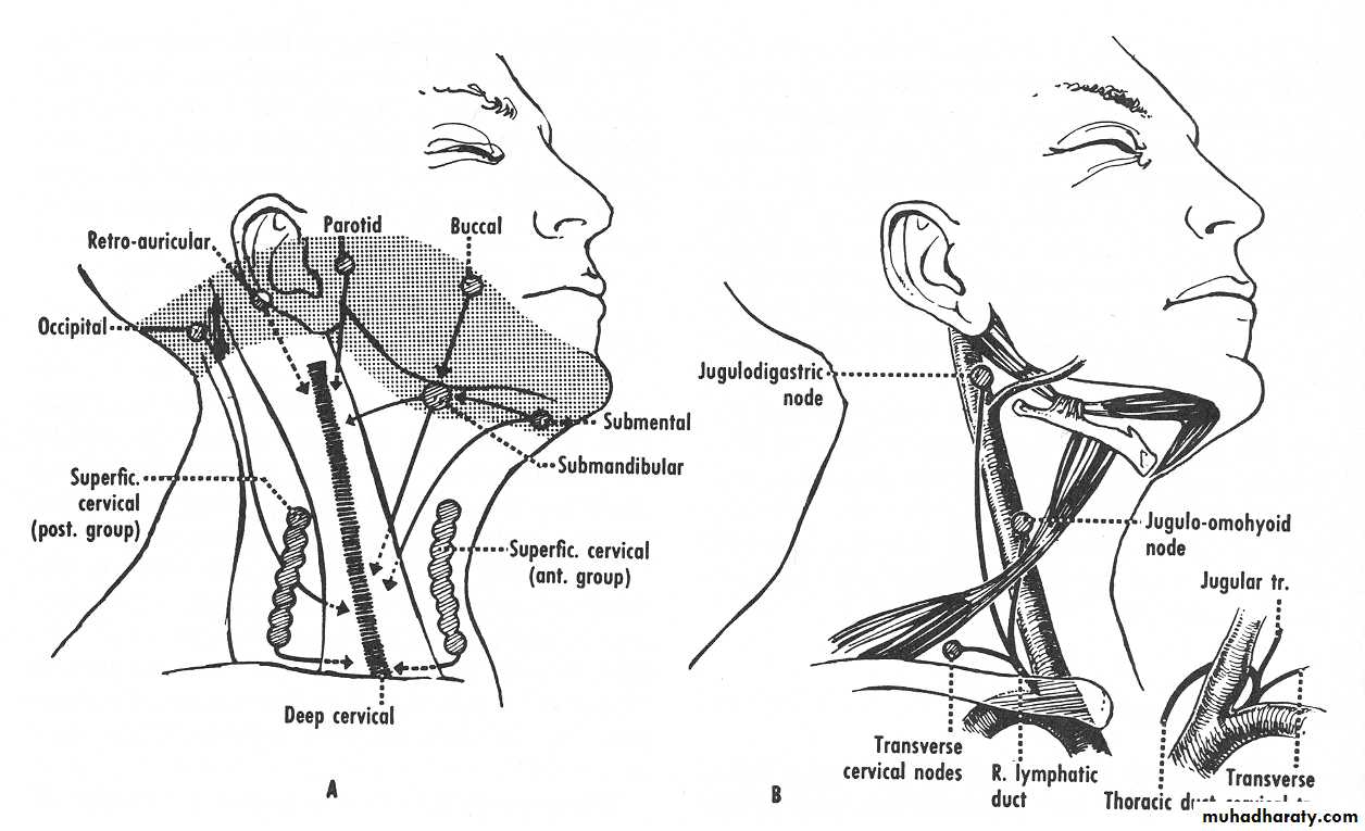 anatomy