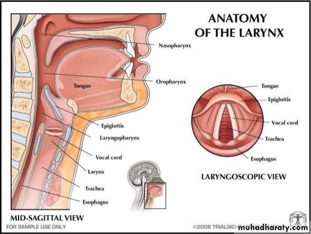 anatomy
