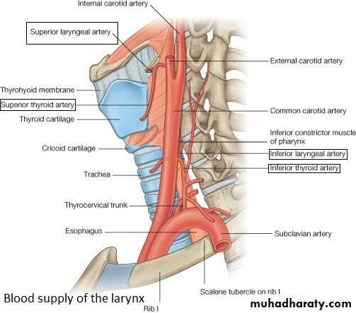 anatomy
