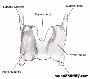 anatomy