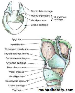 anatomy