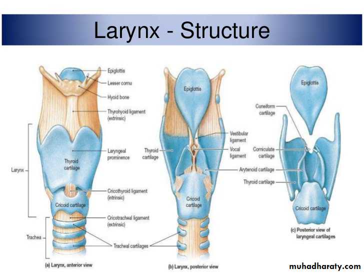 anatomy