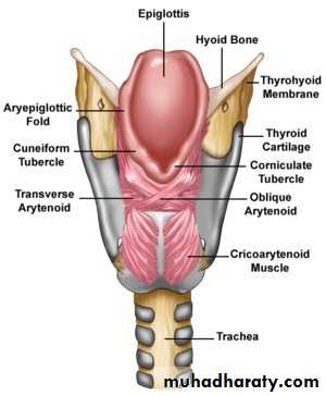 anatomy