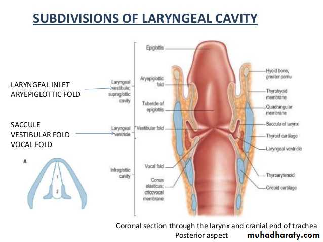anatomy
