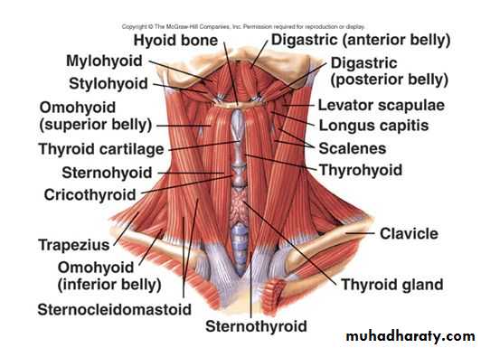 anatomy
