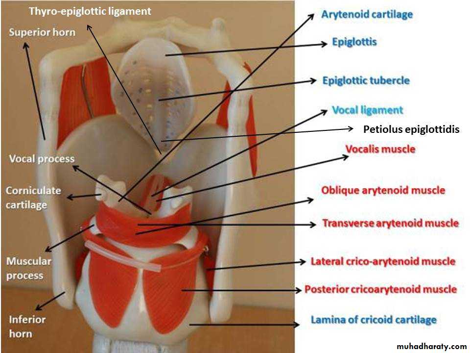 anatomy