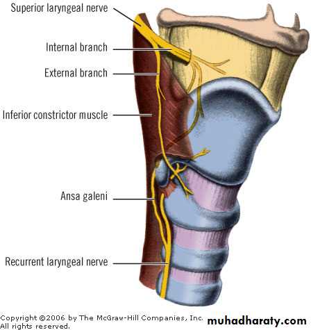 anatomy