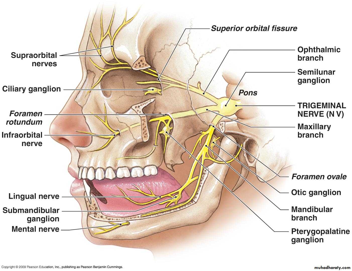 anatomy