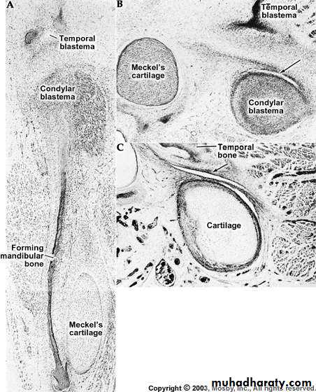 Temporomandibular joint