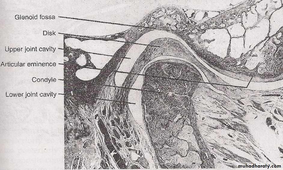 Temporomandibular joint