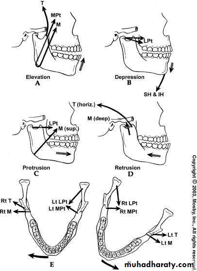 Temporomandibular joint