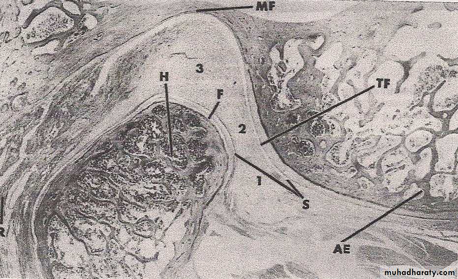 Temporomandibular joint