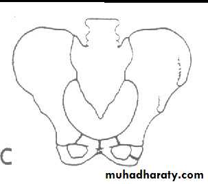 pelvis