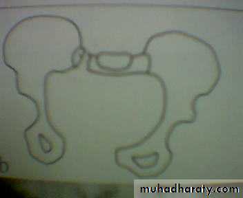 pelvis
