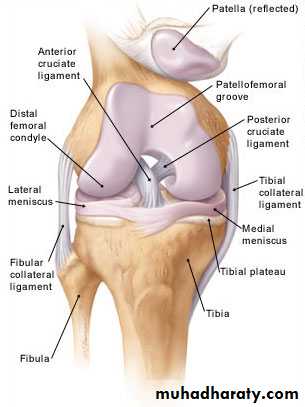 Lower limb