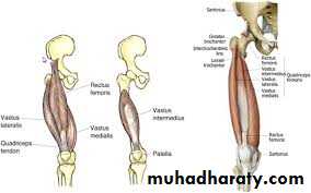 Lower limb