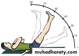 Lower limb
