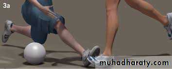 Lower limb