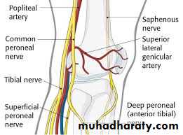 Lower limb