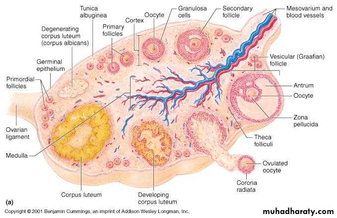 appendix