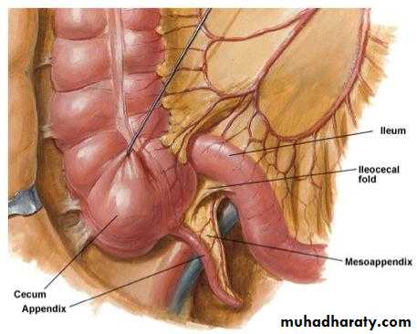 appendix