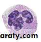 Adrenal gland