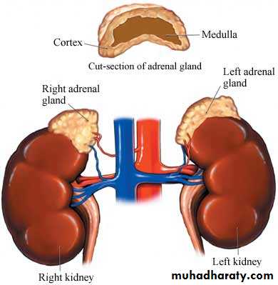 Adrenal gland