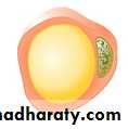Adrenal gland