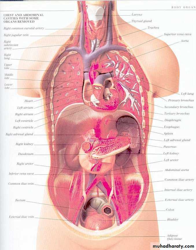 Peritonium