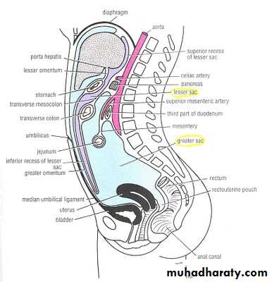 Peritonium